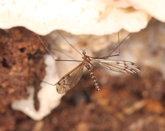 Achyrolimonia decemmaculata