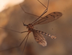 Achyrolimonia decemmaculata