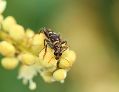 Scrobiger splendidus