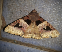 Avatha bubo