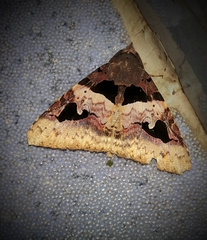 Avatha bubo