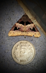 Avatha bubo