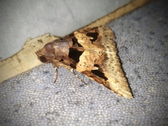 Avatha bubo