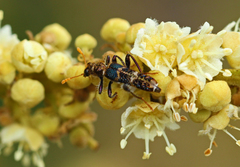 Scrobiger splendidus