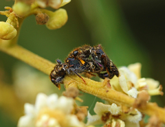 Scrobiger splendidus