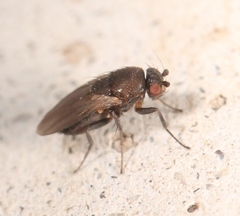 Coproica ferruginata