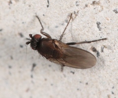 Coproica ferruginata