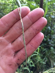 Muhlenbergia mexicana