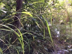 Muhlenbergia mexicana