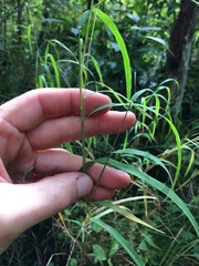 Muhlenbergia mexicana
