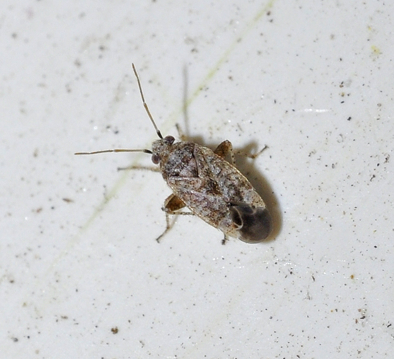 Compsidolon pumilum