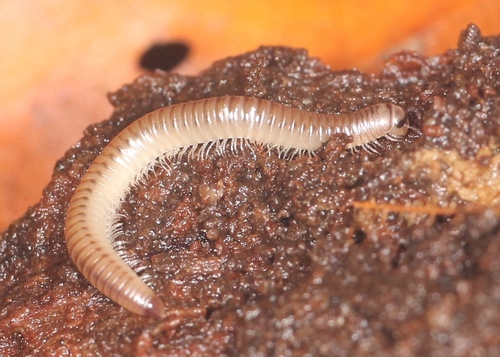 Blunt-tailed Snake Millipede, photo 8 of 10