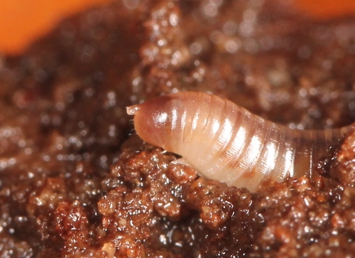 Blunt-tailed Snake Millipede, photo 7 of 10