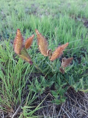 Asclepias adscendens