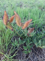 Asclepias adscendens
