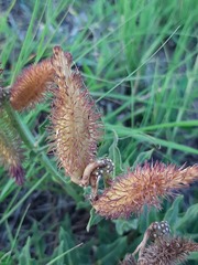 Asclepias adscendens