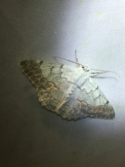 Pingasa lariaria