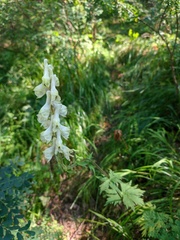 Aconitum krylovii
