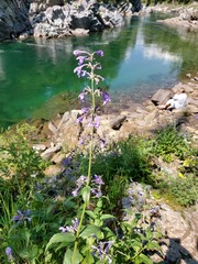 Nepeta sibirica
