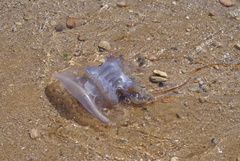 Rhizostoma luteum