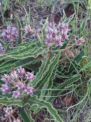 Asclepias meliodora