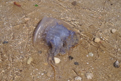 Rhizostoma luteum