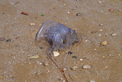 Rhizostoma luteum
