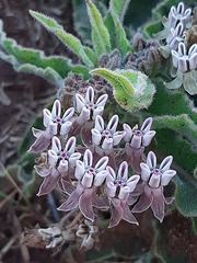 Asclepias meliodora