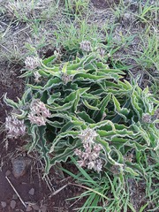 Asclepias meliodora