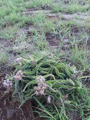 Asclepias meliodora