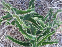 Asclepias meliodora