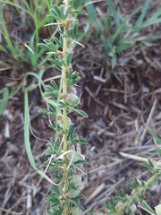 Crotalaria eremicola