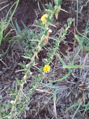Crotalaria eremicola