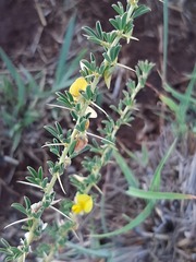 Crotalaria eremicola