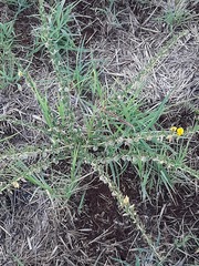 Crotalaria eremicola