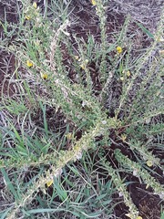 Crotalaria eremicola