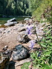 Nepeta sibirica
