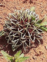 Brachystelma barberae