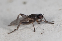 Sphaerocera curvipes