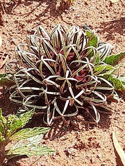 Brachystelma barberae