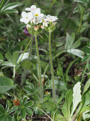 Androsace chamaejasme