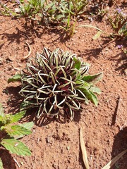 Brachystelma barberae