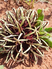 Brachystelma barberae