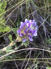 Psoralea fruticans
