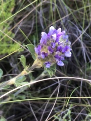 Psoralea fruticans