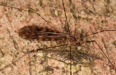 Limonia nubeculosa