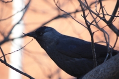 Corvus monedula