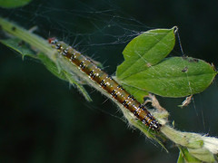 Uresiphita ornithopteralis