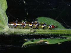 Uresiphita ornithopteralis