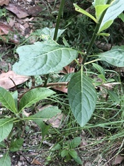 Gymnanthemum amygdalinum